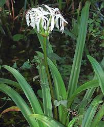 Image result for Crinum