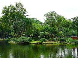 And every saturday, i went to ninoy aquino parks and wildlife center to jog/walk for at least an hour. In The Middle Of The Lake Picture Of Ninoy Aquino Parks And Wildlife Center Luzon Tripadvisor