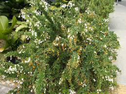 Image result for Dolichandrone alba