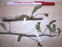 Image result for Neptunia oleracea