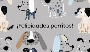 En el refugio gamaliel se albergan a al menos 155 peluditos que fueron rescatados de la calle, para ser sanados, alimentados. 21 De Julio Dia Mundial Del Perro Animal Rest