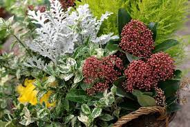 ✿ je vous présente 5 plantes qui gardent leur feuilles pendant l'hiver ! Balcon D Automne La Terre Est Un Jardin