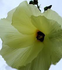 Image result for Hibiscus surattensis