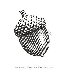 Acorn Hand Drawn Engraving Style Illustrations How To Draw Hands Illustration Engraving
