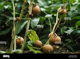 Image result for Solanum macrocarpon
