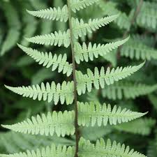 Image result for Athyrium