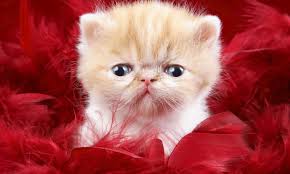 صور قطط جميلة لاجمل القطط في العالم عالم الحيوانات