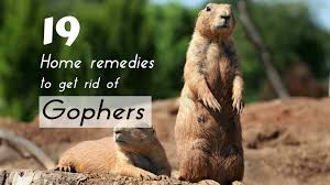 Perhaps solutions that don't work? Pin On Gardening