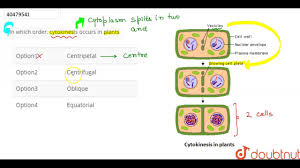 In plant cells cytokinesis occurs by. In Which Order Cytokinesis Occurs In Plants Youtube