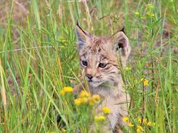 306,363 likes · 102 talking about this. What It S Like To Photograph A Baby Lynx Our Canada