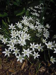 This small indoor plant is a bit unusual, but definitely one to add to your collection. Love These Small White Garden Flower With Bulbs Flowers Forums White Flowers Garden White Garden Flower Garden