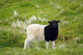 Black And White Sheep Black N White Sheep Sheep Farm Sheep Wall Art Sheep And Lamb