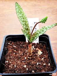 Image result for Ledebouria Unidentified sp. no3.