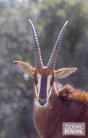 Le Nom De L Hippotrague Signifie Antilope Cheval En Effet Cet Animal Possede A La Fois La Criniere Du Cheval Et Les Cornes De L Anti Animals Wild Animals Zoo Ce jeu pc mignon tout plein nous promet en effet de découvrir de fabuleuses bestioles sauvages transformées en véritables peluches. hippotrague signifie antilope cheval