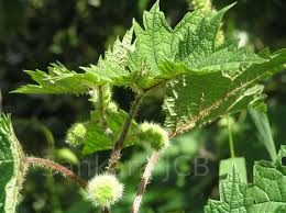 Image result for Girardinia