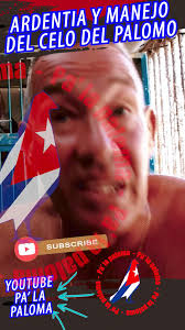 EL CELO EN EL #Palomo LADRÓN HAY QUE SABERLO MANEJAR 💯💯💯, #palomar  #palomero