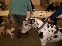 This can include the cleanliness. Free Rabies Shot Clinics This Fall In Unity Brooks And Troy Penbay Pilot