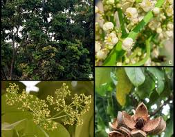 Image result for Khaya anthotheca