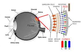 Image result for Color Blindness
