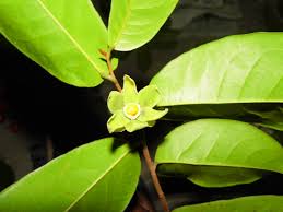 Image result for Uvaria acuminata