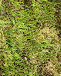 Image result for Grammitis