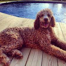 Labradoodle puppies for sale and dogs for adoption in michigan, mi. Labradoodle Puppies Wild Coyote Farm