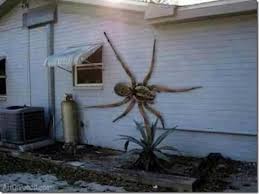 If the special was within reach. What Is Photoshop Spider Giant Spider Meanwhile In Australia