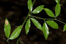 Image result for Balanites