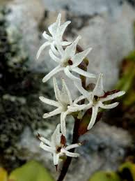 Image result for Holothrix villosa