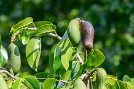 Image result for Hymenaea courbaril