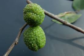 Image result for Guazuma