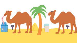 They may drive with camels. Camel Milk From Foodie Favourite To Future Of Dairy Financial Times