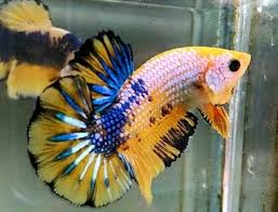 Mempercantik Warna Ikan Cupang Di 2020 Betta Ikan Cupang Ikan