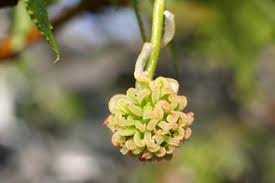 Sweetgum are native to the southeastern united states and belong to the altingiaceae family. American Sweetgum Yale Nature Walk