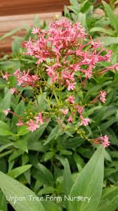 Image result for Centranthus