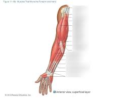 This diagram depicts arm muscles. Muscle System Anterior View Of Superficial Layer Of Arm Muscles Diagram Quizlet