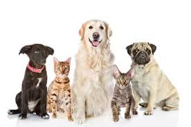 Zip codes 85255, 85254, 85260, 85262, 85258, 85259, 85250, 85253, 85257, 85251, 85266. Dog Walking Dog Boarding In Delta Delta Pet Care