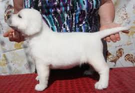 Check spelling or type a new query. White English Labradors Breeder California Yellow Labs Black Labrador Puppies For Sale English Labrador Bree Lab Puppies English Lab Puppies White Lab Puppies