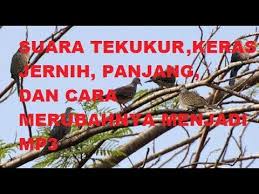 Burung tekukur di alam bebas mapio net. Suara Tekukur Jernih Keras Panjang Cocok Untuk Pikat Youtube