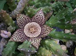Flor Estrela Estapelia Cacto Estrela Stapelia Hirsuta