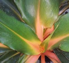 Image result for Chlorophytum colubrinum