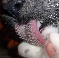 A Cats Tongue Is Covered In Backwards Facing Spines About 500 Microns Long These Are Called Papillae And They Contain Keratin T Cats Funny Cats All About Cats