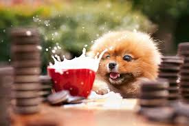 Colonial drive orlando, fl 32817. Pomeranian Puppies Teacup Pomeranian Puppies Sale