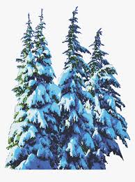 We did not find results for: Pine Trees Snow Winter Christmas Snow Winter Christmas Pine Tree Hd Png Download Kindpng