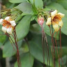 Image result for Strophanthus bequaertii