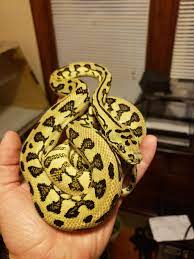 Albino, lavender albino, ghost, jaguar and other cbb reticulated pythons. Frank My Jag Carpet Python One Of The Sweetest And Most Beautiful Animals I Ve Ever Had Reptiles