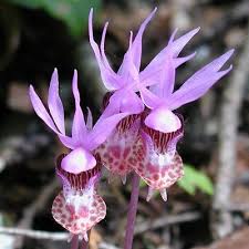 We did not find results for: Beautiful Weird Flowers Natures Colors Strange Flowers Unusual Flowers Beautiful Flowers