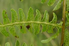 Image result for Thelypteris confluens