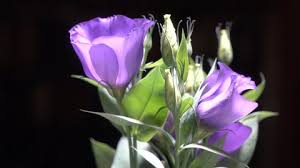 Find annual flowers from many colors and sizes that are ideal for growing in containers, pots, or baskets. Green Lisianthus Stock Video Footage 4k And Hd Video Clips Shutterstock