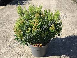 Image result for Pieris japonský debutante obrázek